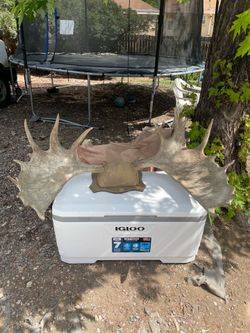 Moose Antlers