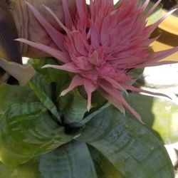  Double Brumilia Big bloom nice pot $25