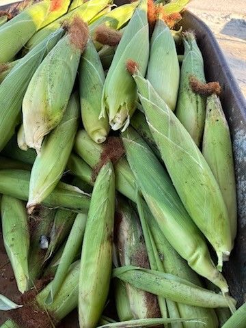 Elote Blanco Mexicano.. 7$ Docena..