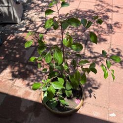 Camphor tree