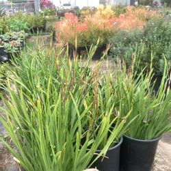 Plants