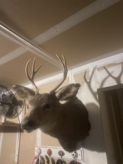 Deer