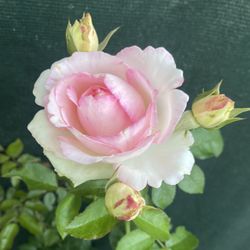 EDEN CLIMBER CLIMBING ROSE PLANT, Ideal For Arbors, Walls, And Cottage Garden Is In 5 Gallóns Pot Pick Up Only