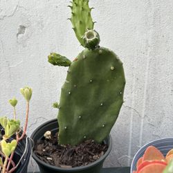 Small, Medium Cactus Plant