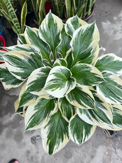 Patriot Hosta Plant Outdoor (white edges)