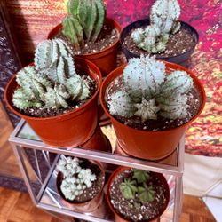 ❤️Euphorbia Horrida | Live Euphorbia Rare Succulent Low Maintenance Unique Desert Plant Easy Care❤️