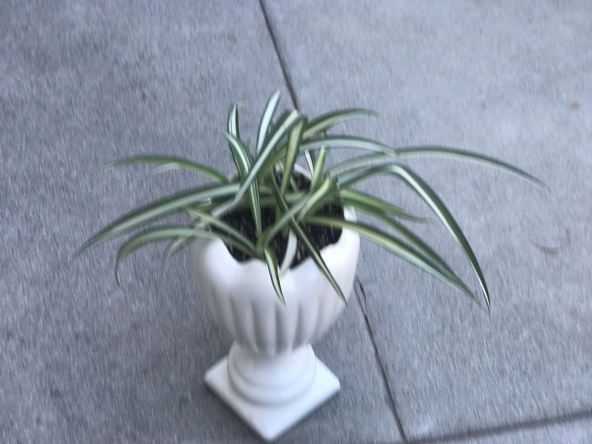 $7 Spider Plant In Handmade pot