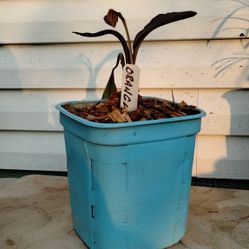 Orange Canna Lily