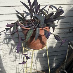 Purple Heart Plant
