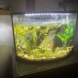 6gallon Corner Tank, 