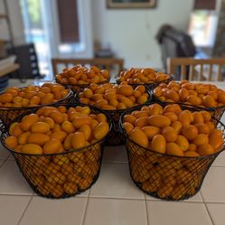 Kumquats $5 per lb Glendora Area Picked Daily