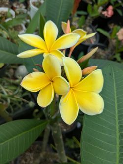 Bonita planta de Plumeria