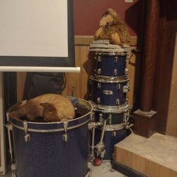 Mapex  Drums