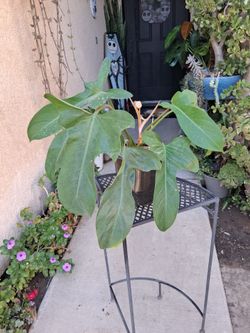 Philodendron Florida BRONZE Plant $30