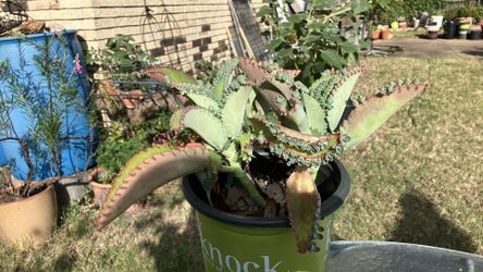 Mother of thousands
