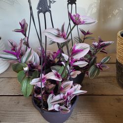 Nanouk Tradescantia Plant 6" Pot $10 Eacch