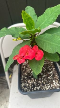 Corona de Cristo flor grande