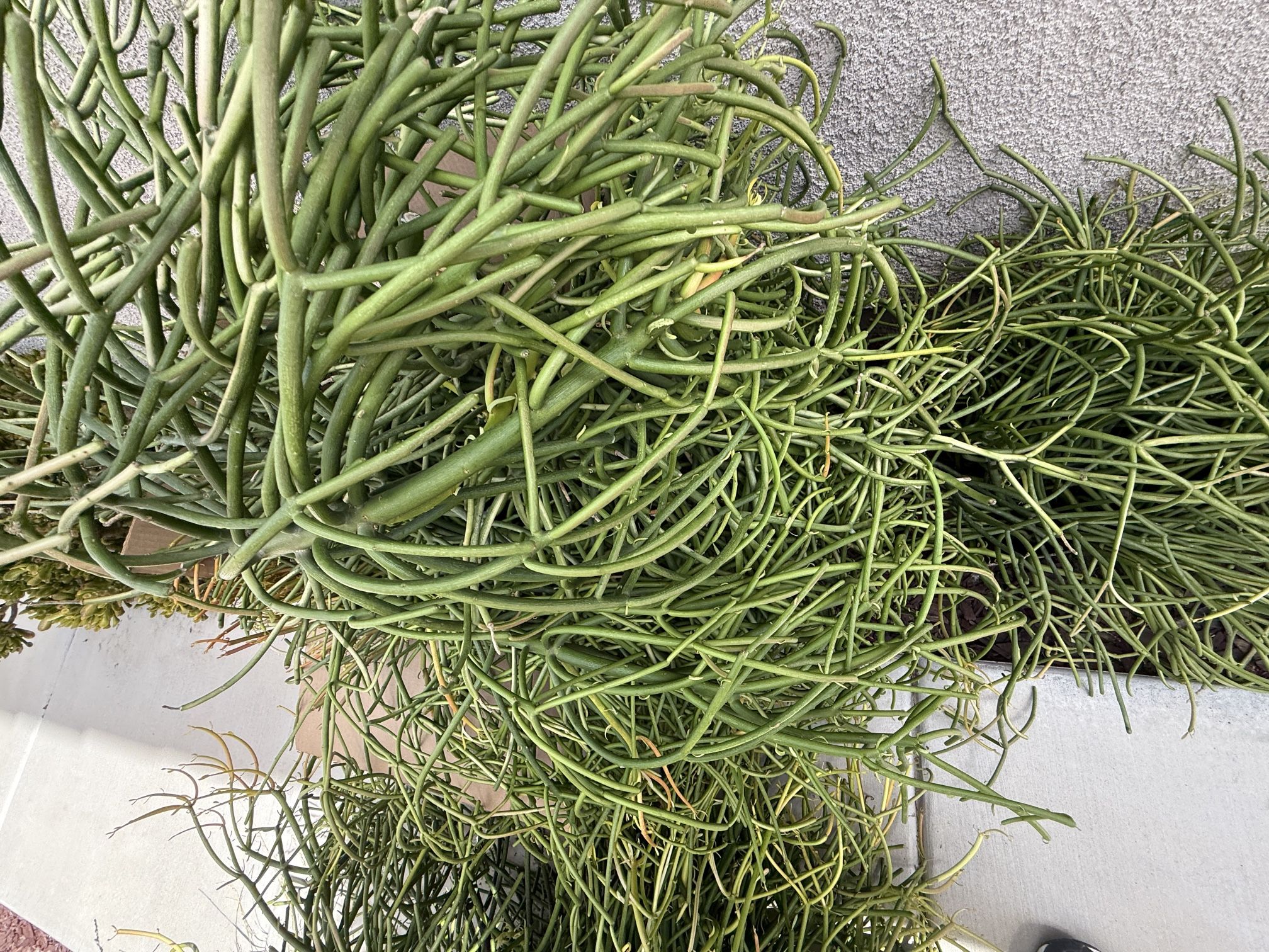 Free Succulent Fire Stick Plant