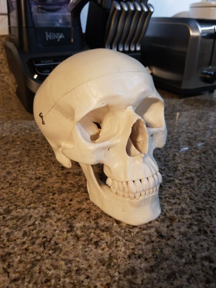 Life Sized Human Skull Anatomy Model