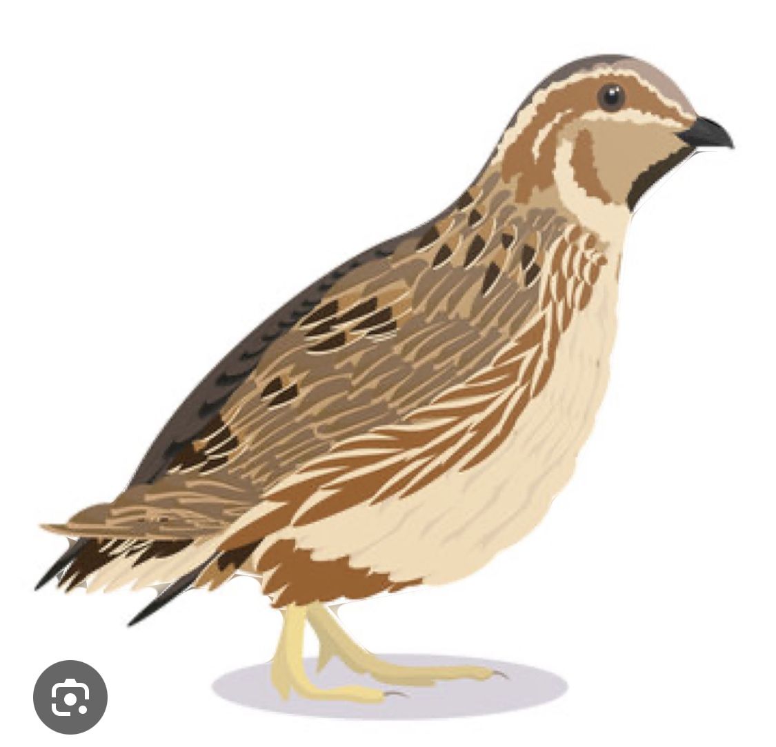 Quail