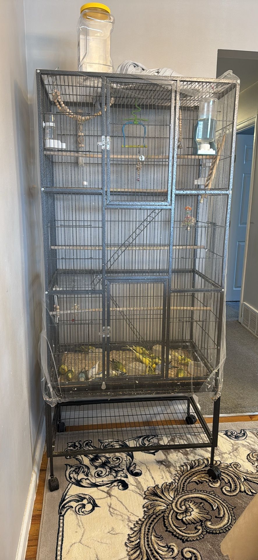 19 Parrots With a cage