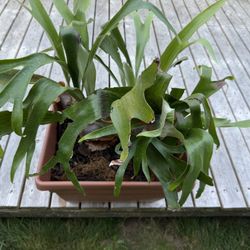 Staghorn Ferns