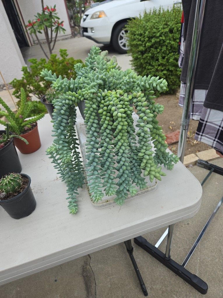 Donkey Tail Succulent