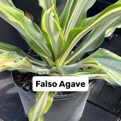 💚 Falso Agave