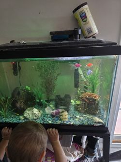 15 Gallon Fish Tank And Stand