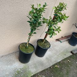 Limón Verde Sin Semilla