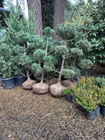 Nice Big Pom Pom Pine Trees —