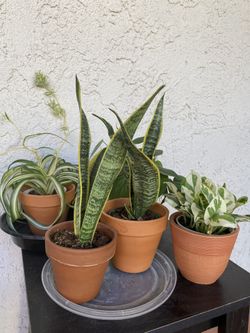 Indoor plants