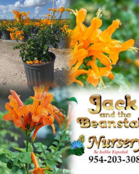 Honeysuckle Butterfly Plant In 3gal