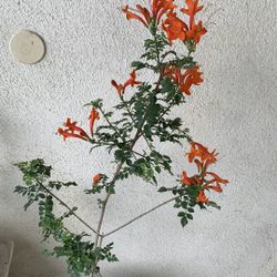 Cape Honeysuckle Orange Tecoma Capensis, 5 Gallons