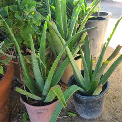 Aloe Vera Plants