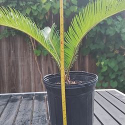 Sago Palm / King Sago palms / Palma de Iglesia