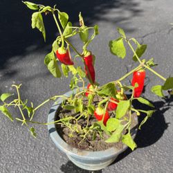 Peppers Sweet Purple Beauty Hot In Pot 
