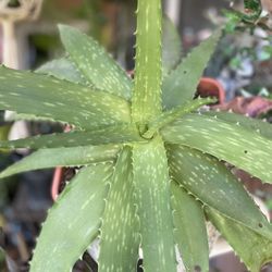 HERMOSAS PLANTAS NATURALES “SABILA PLANT “