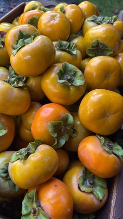 Fuyu Persimmons for sale