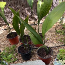Cast iron Plant