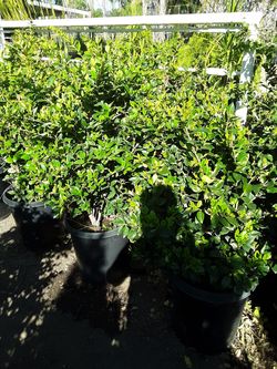Wax leaf privets or Japanese boxwood planted and delivered