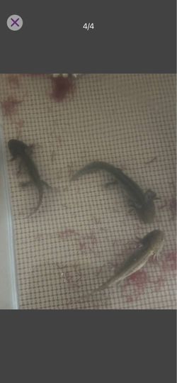 Fish tank