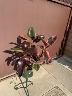 8” ruby rubber plant
