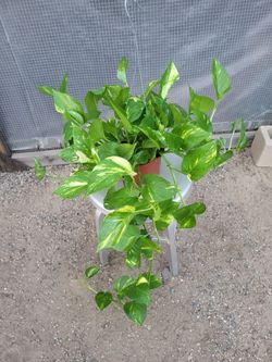 Golden Pothos Plant 6" Nursery Pot