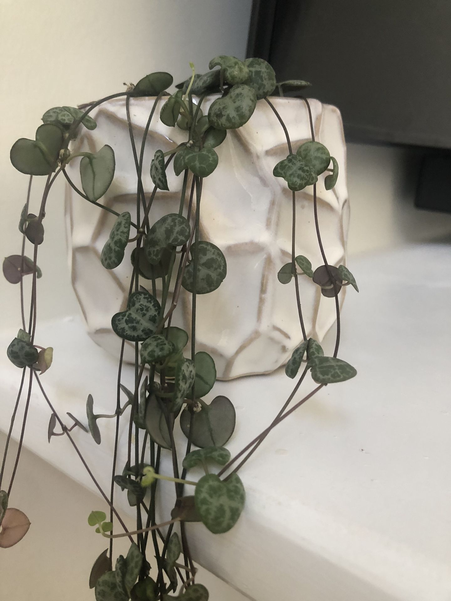 String Of Hearts Plant With Pot 