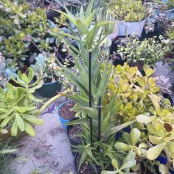 Plant Sale(Succulents)$2-$40