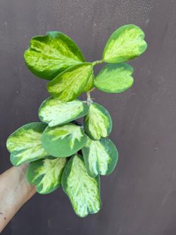 4” hoya kerrii picta spot