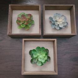 Hanging Succulent  Decor