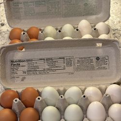 Fresh eggs