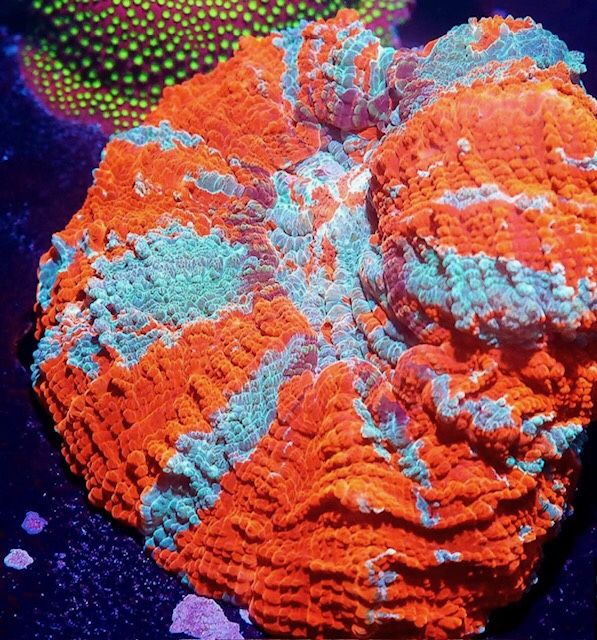 Aquarium Acuario Fish & Coral